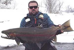 Fall Winter Spring April Salmon River Steelhead Trout fishing Pulaski NY with fishing guide Capt. Bill landing a Trophy Salmon River 20 lb. Steelhead!