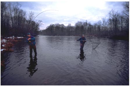 FISH ON, with this Salmon River NY steelhead. Some Trophy Salmon River Steelhead awaiting your arrival in Pulaski NY.