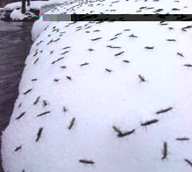 Steelhead fly fishing guide on the Salmon River in Pulaski NY. TIPS - Winter black stone Fly for Steelhead to try.