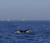 Yankee Angler Fishing Report with a Whale spotted in Lake Ontario in front of Pulaski NY.