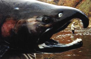 Salmon River Guide Service fly fishing for King Salmon and Coho Salmon in Pulaski NY with a BIG Trophy Male Coho Salmon.