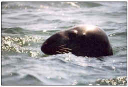 Yankee Angler Fishing Report Salmon River Pulaski NY with a Seal in Lake Ontario.